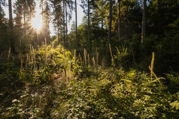 tree burial, forest cemetery, pasture funerals
