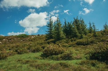 Fototapeta na wymiar Rock formations among bushes on highlands