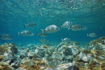 Fototapeta na wymiar Sargo seabream fish, Diplodus sargus, underwater in Mediterranean sea between water surface and rocks on the seabed, France
