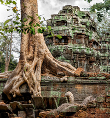 Roots of a strangler fig tree overtake the stone structure of Ta Prohm, in the crumbling temple complex of Angkor Wat, Cambodia