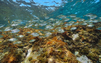 School of fish seabreams Sarpa salpa in Mediterranean sea, Costa Brava, Catalonia, Spain