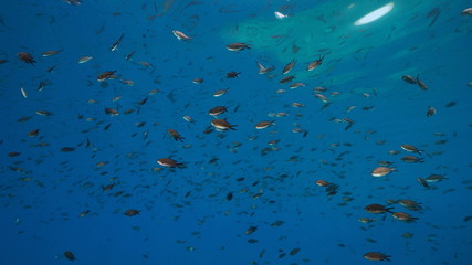 Naklejka na ściany i meble Shoal of fish underwater in Mediterranean sea, damselfish Chromis chromis, Costa Brava, Catalonia, Spain