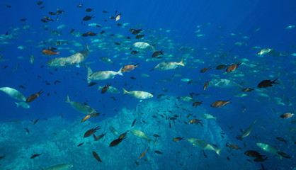 Fototapeta na wymiar Shoal of fishes underwater in Mediterranean sea (damselfish and seabream), France
