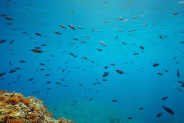 Fototapeta na wymiar Shoal of small fish (mostly damselfish) below water surface in Mediterranean sea, Costa Brava, Catalonia, Spain