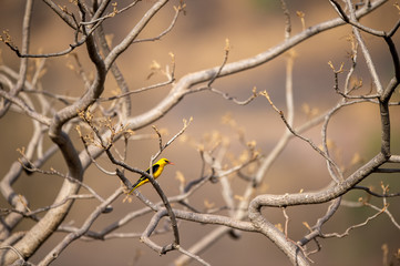 Eurasian golden oriole - Oriolus oriolus passerine bird in the oriole family clicked at keoladeo, bharatpur this bird is found in many parts of Asia -   Siberia, China, Korea, Vietnam, India