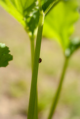 Lady Bug on Zucchini Plant