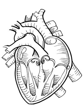 anatomical human heart drawing with black pencil line