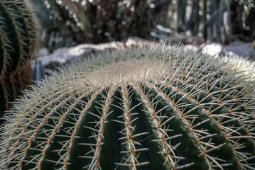 Cactus Plant