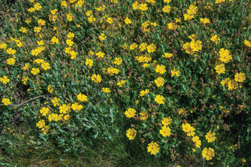 Yellow flowers in a bush on highlands