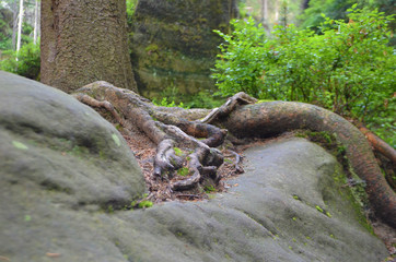 Adersbach Weckelsdorfer Felsenstadt