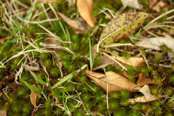 Forrest Ground