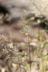 Nature Scene