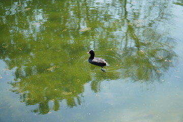 duck with a white beak swims in the lake