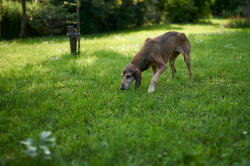 two hounds play in a meadow