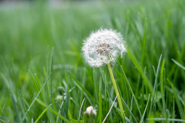 Dandelion in Green Grass