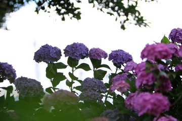 癒しの紫陽花（アジサイ）梅雨
