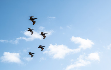 Brown Pelican Group in the Sky