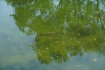 fish (pelengas) swims in a dirty lake