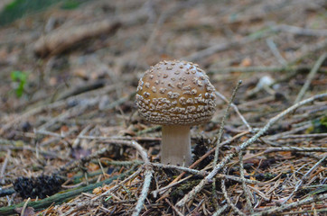 Perlpilz