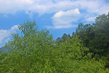 하늘과 나무가지 잎