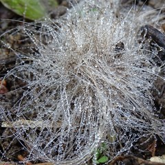 Water drops on the rope