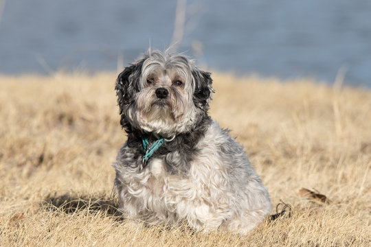 Lowchen Dog Photo shoot at state park