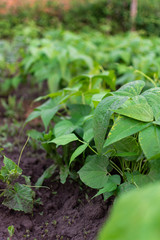 Garden beds of beans, fresh young vegetables from the garden