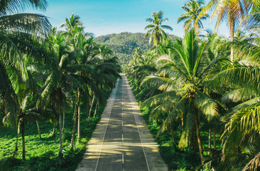 Palm tree jungle in the philippines. concept about wanderlust tropical travels.