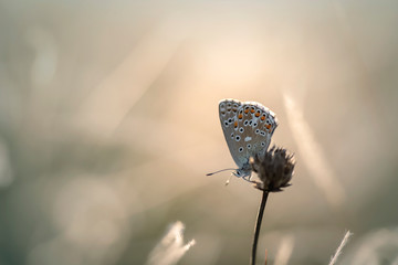 The beautiful blue of Hatay ; Polyommatus antiochenus butterfly