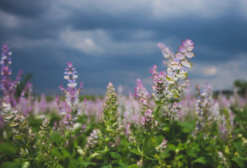 Flowering sage in the background of a stormy sky.