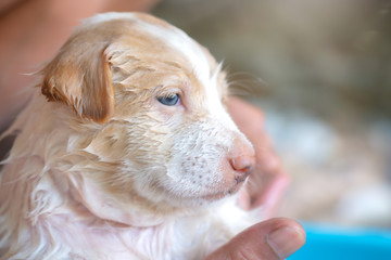 puppy bath