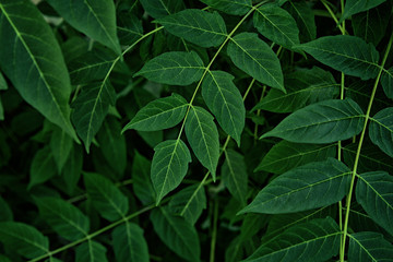 Background of green fresh leaves. Beauty foliage. Natural background for design or texture