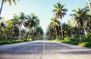 Fototapeta na wymiar Palm tree jungle in the philippines. concept about wanderlust tropical travels