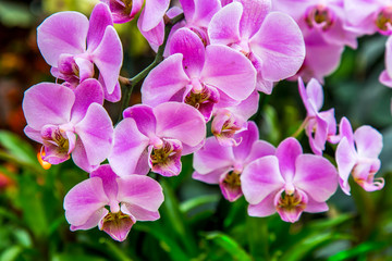 Fototapeta na wymiar Beautiful orchid flower and green leaves background in the garden. Orchids close up