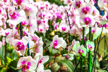 Beautiful orchid flower and green leaves background in the garden. Orchids close up