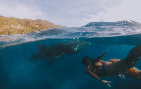 Giant whale sharks in Cebu, philippines. Swimming with these big marine animals underwater. shot  with action camera under water.