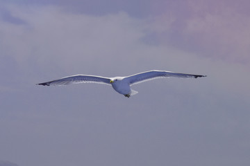 Flying seagull over the sea