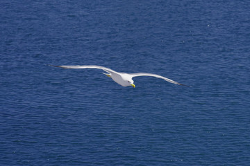 Flying seagull over the sea
