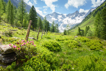 Alpenrosen am Stacheldrahtzaun in einer Berglandschaft