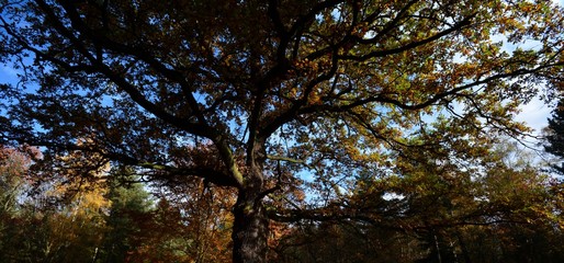 Autumnal Impressions from Berlin Spandau on November 5, 2015, Germany