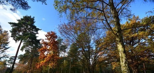 Obraz premium Autumnal Impressions from Berlin Spandau on November 5, 2015, Germany