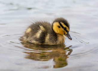 duckling swimming in water