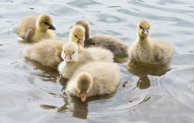 goslings