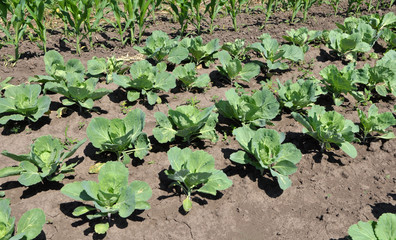 Cabbage grows in the open ground