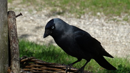 Black bird