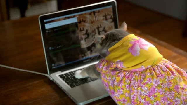 This slow motion video shows a back view of a cute cat in a colorful dress typing frantically on a laptop computer with bitcoin on the computer background.