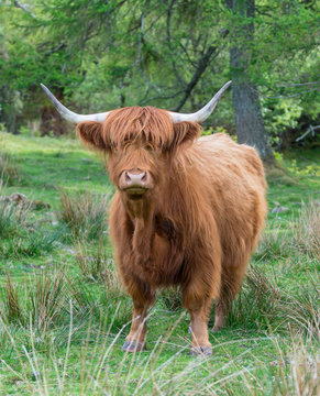highland cow