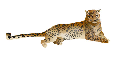 Leopard lying vector © Hennadii