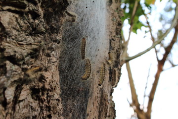 Obraz premium Das Nest des Eichenprozessionsspinners