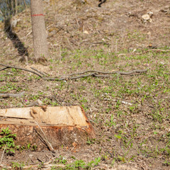 Pine tree forestry exploitation in a sunny day. Stumps and logs show that overexploitation leads to deforestation endangering environment and sustainability
